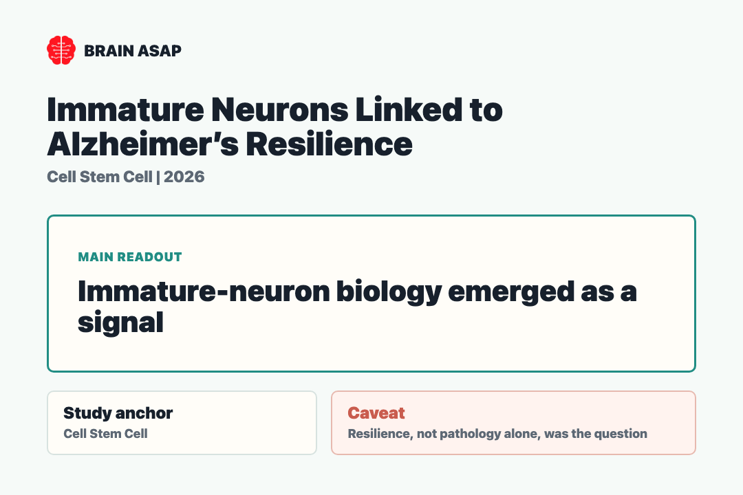 Brain ASAP visual summary for immature neurons linked to Alzheimer's resilience