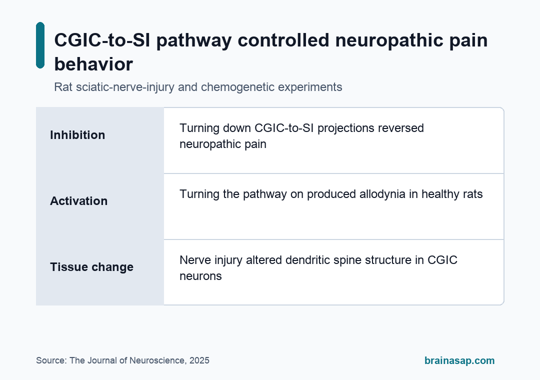 BrainASAP inline figure for Caudal Insular-to-Somatosensory Pathway Was Necessary and Sufficient for Neuropathic Pain in Rats