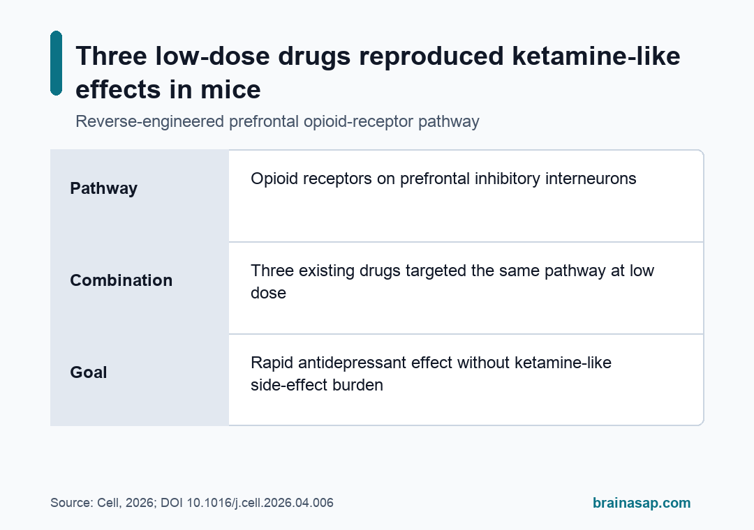 Diagram of the prefrontal interneuron pathway through which ketamine produces rapid antidepressant effects, with the three-drug low-dose combination reproducing the same effect