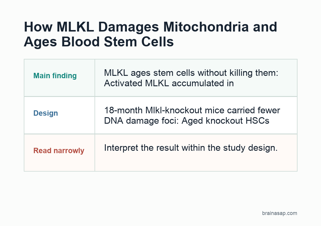 Brain ASAP visual summary for How MLKL Damages Mitochondria and Ages Blood Stem Cells