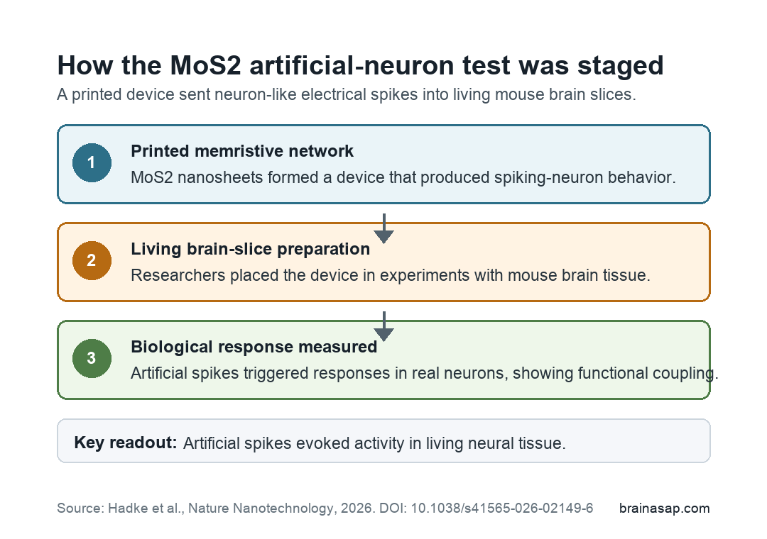 Plain diagram showing a printed MoS2 memristive network sending artificial spikes into a living mouse brain slice and producing a biological response.