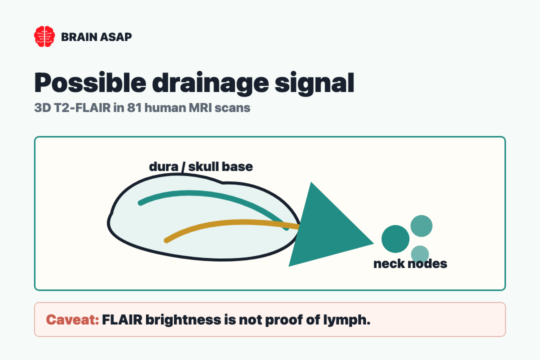 Brain ASAP visual summary showing dorsal dural-sinus lymphatics, ventral cranial-nerve channels, and cervical lymph node connections