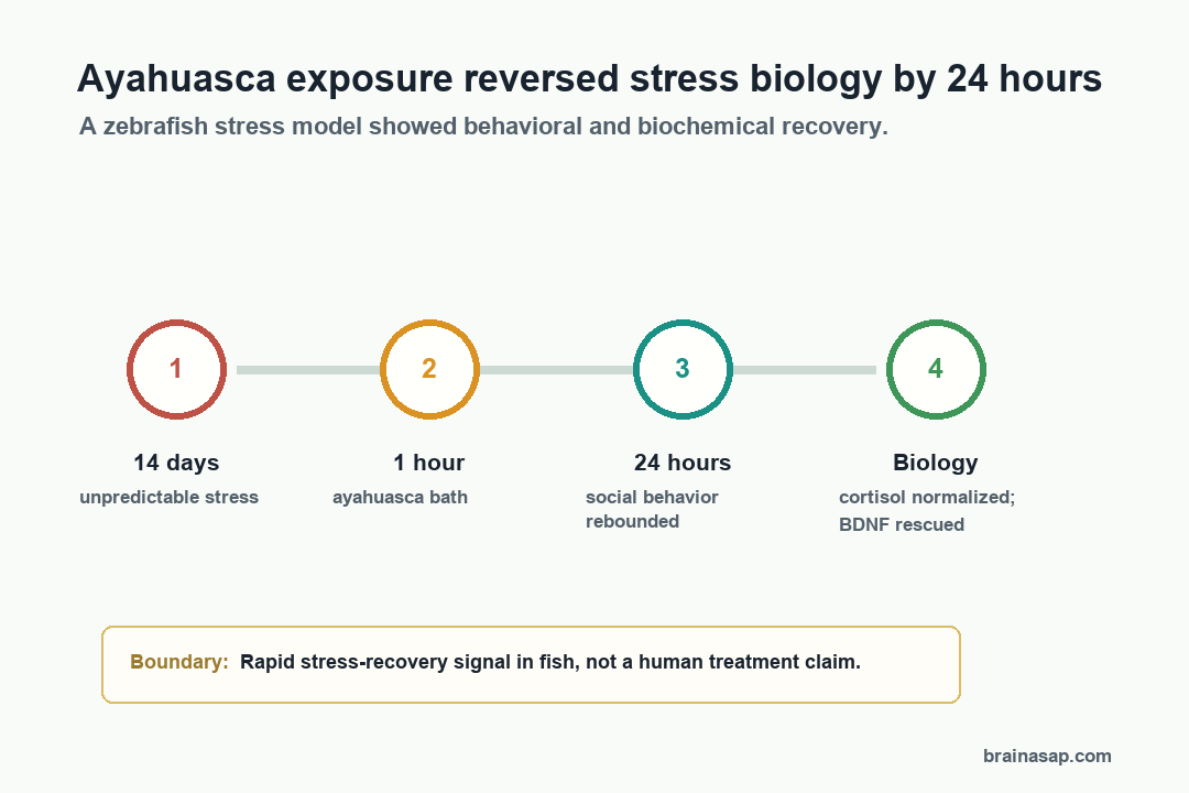 BrainASAP inline visual for one ayahuasca exposure reversed chronic stress in zebrafish