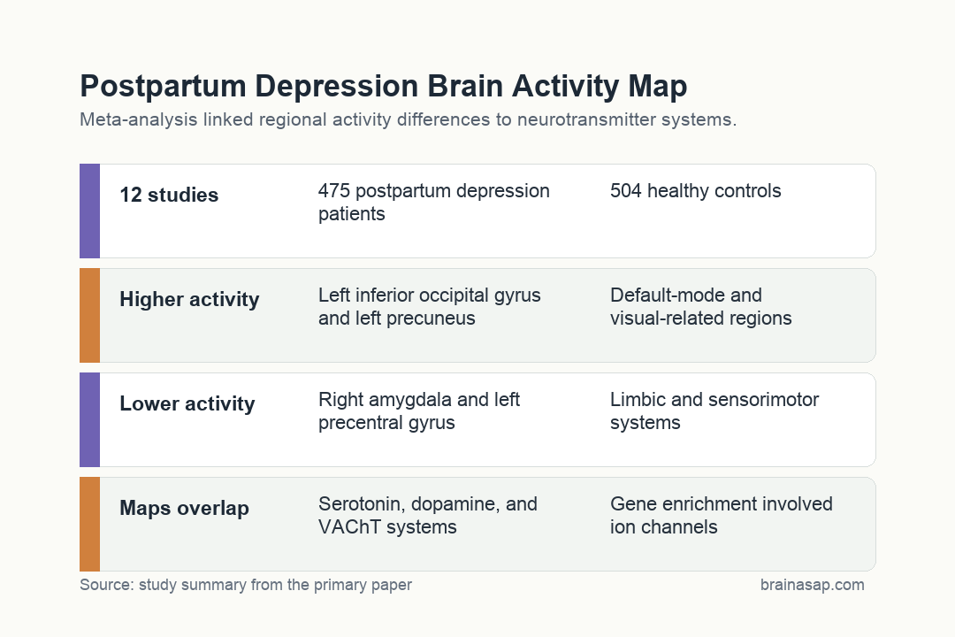 Brain ASAP visual summary showing postpartum depression brain activity regions and neurotransmitter-map overlap