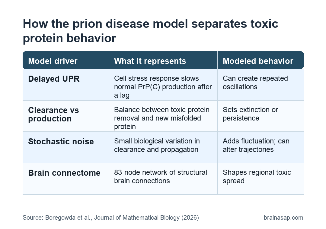 Simple table showing how delayed UPR, clearance, stochastic noise, and brain connectivity affect prion protein model behavior