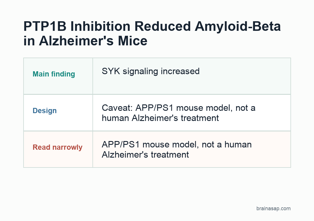 Simple pathway showing PTP1B inhibition increasing SYK signaling, microglial phagocytosis, and amyloid-beta clearance