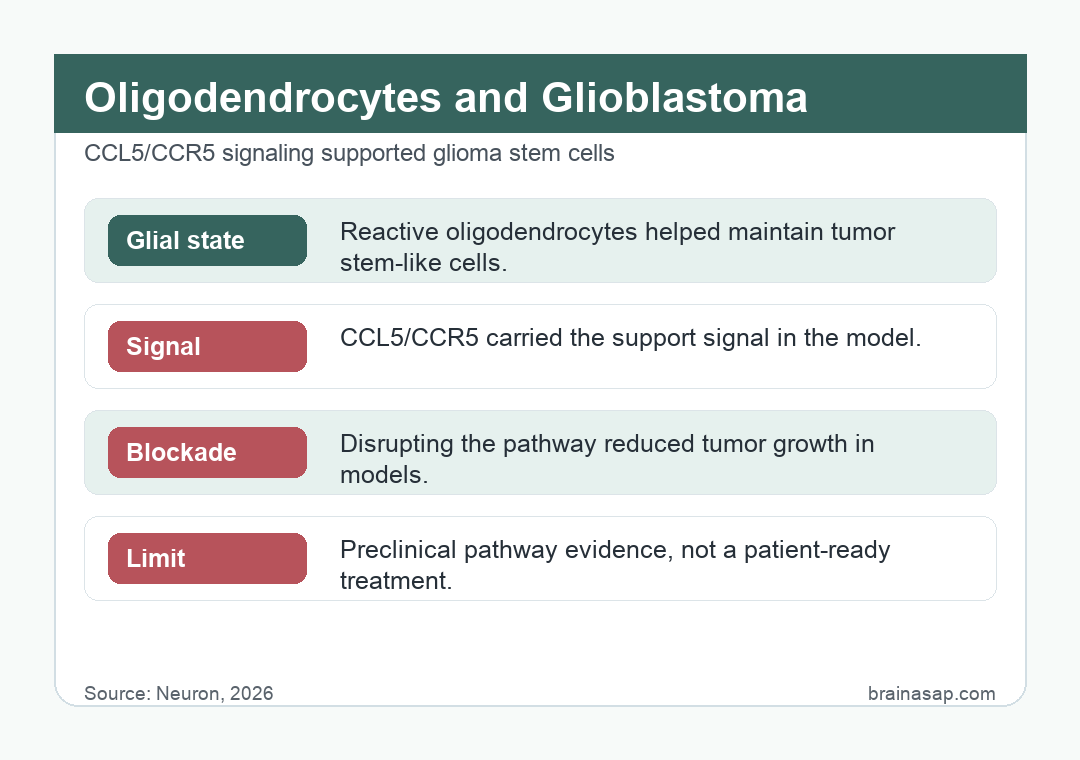 Brain ASAP visual summary for reactive oligodendrocytes fed glioblastoma via ccl5