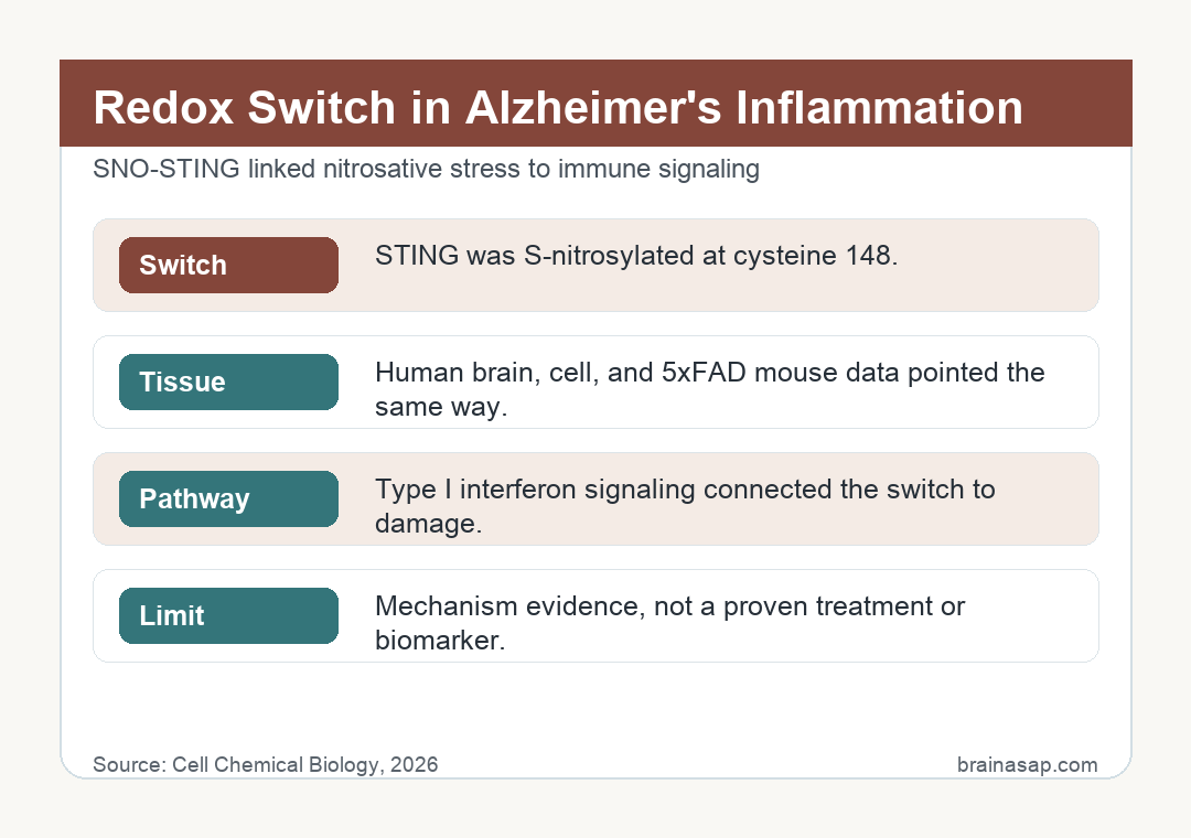 Brain ASAP visual summary for redox switches amplified alzheimers neuroinflammation