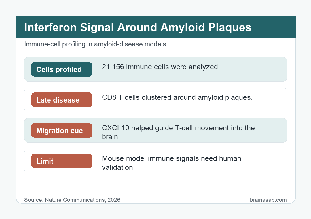 Simple BrainASAP visual showing microglia-dominant early amyloid inflammation shifting toward CD8 T-cell and CXCL10-CXCR3 plaque recruitment in late amyloid disease