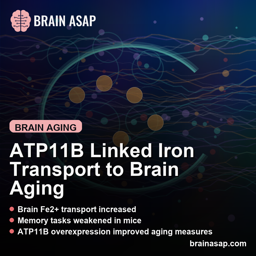 ATP11B-YAP Axis Linked Iron Transport to Cognitive Decline in Aging Mice