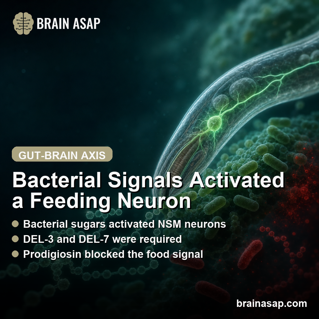 Bacterial Polysaccharides Activated NSM Neurons and Shifted C. elegans Feeding Behavior