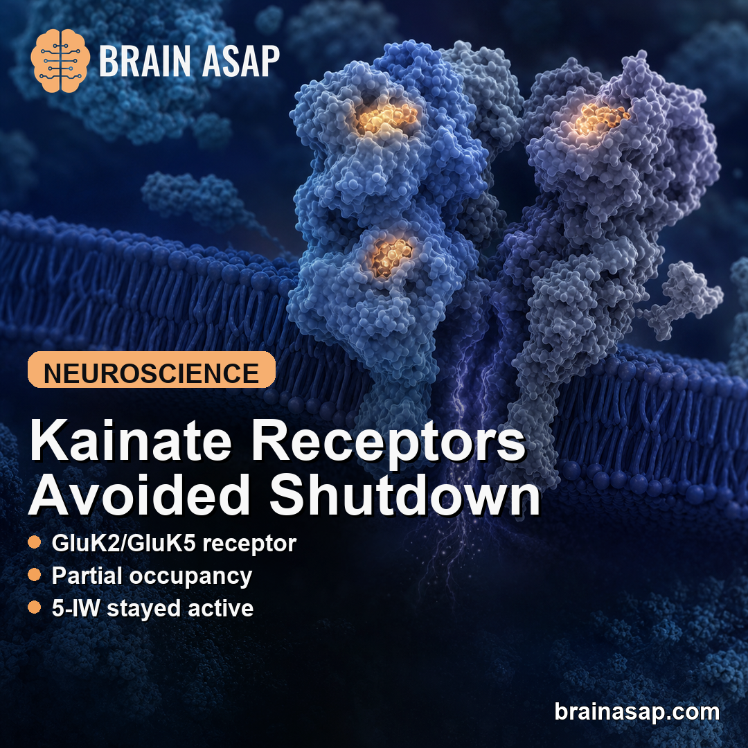 Kainate Receptor Structures Showed How Partial Occupancy Avoided Desensitization