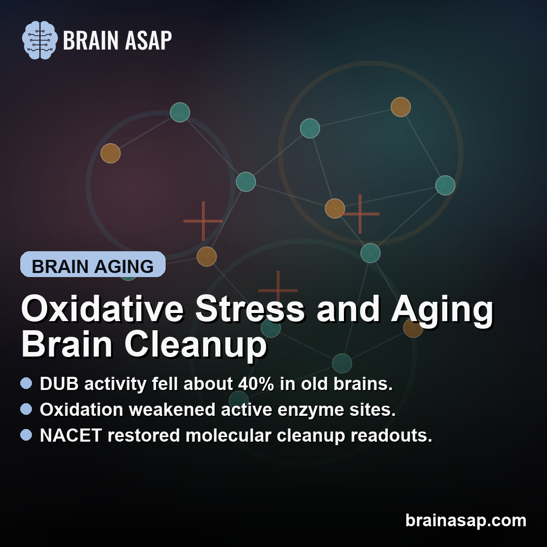 Oxidative Stress Reduced Brain Deubiquitylase Activity With Age