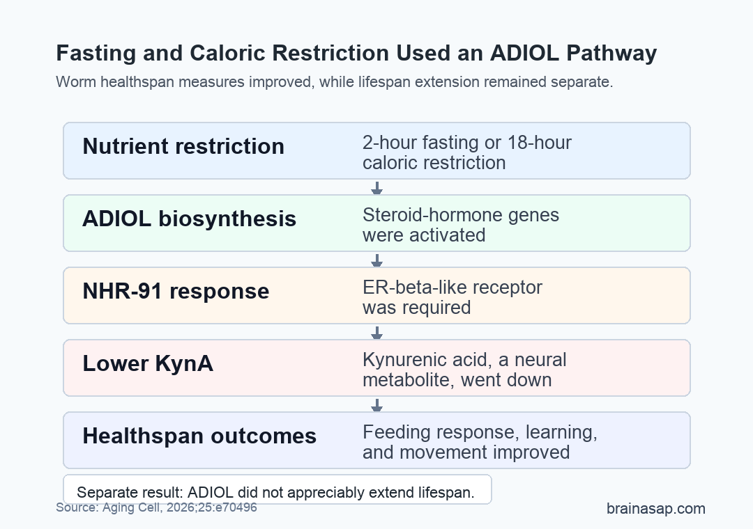 Simple pathway matrix showing fasting and caloric restriction activating ADIOL, NHR-91, lower kynurenic acid, and worm healthspan outcomes without lifespan extension