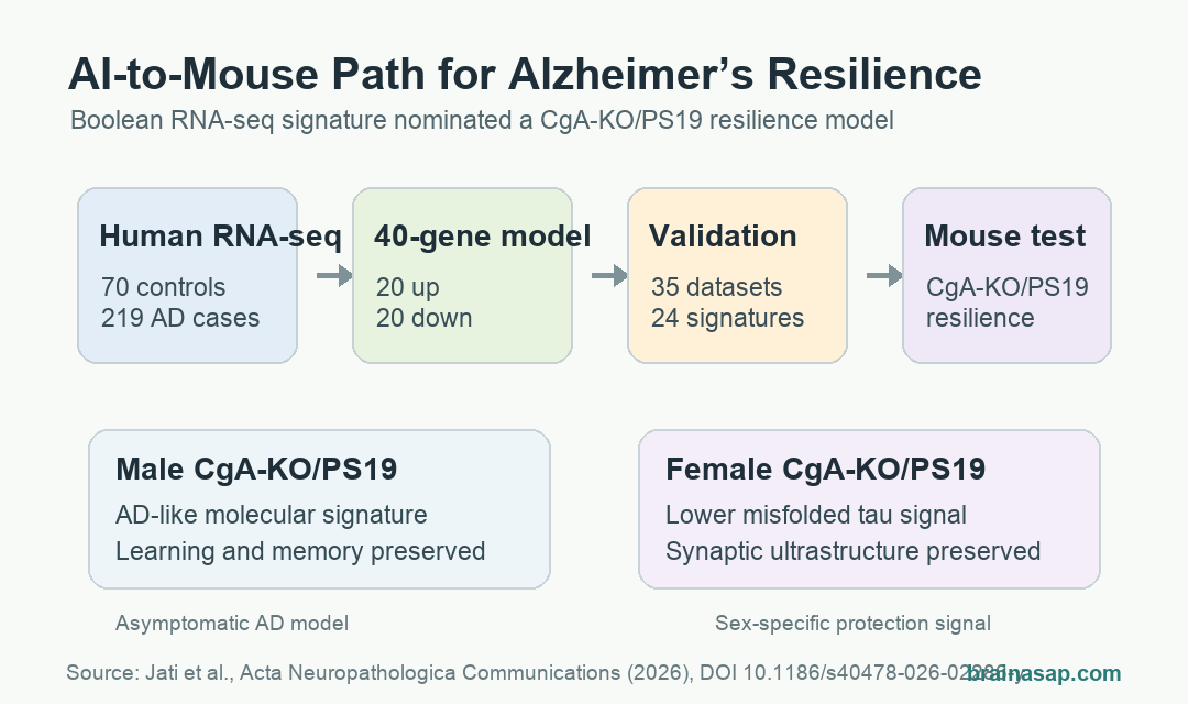 Boolean AI Alzheimer’s signature leading from human RNA-seq to CgA-KO PS19 mouse resilience findings