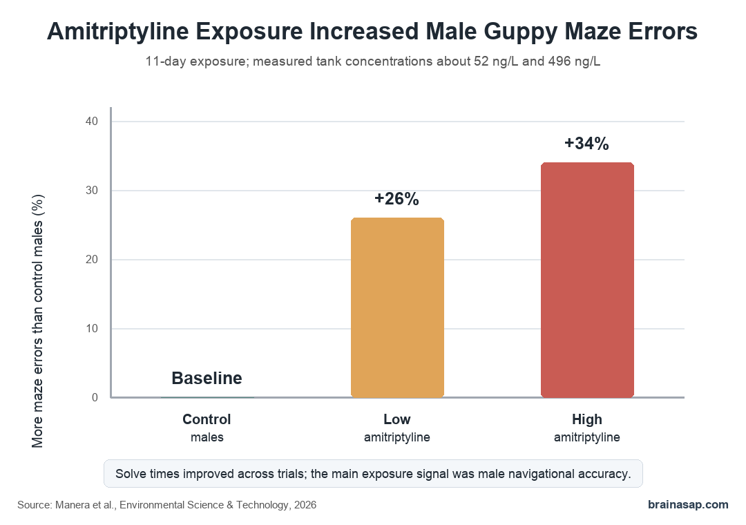 Simple bar chart showing male guppy maze errors increased after low and high amitriptyline exposure