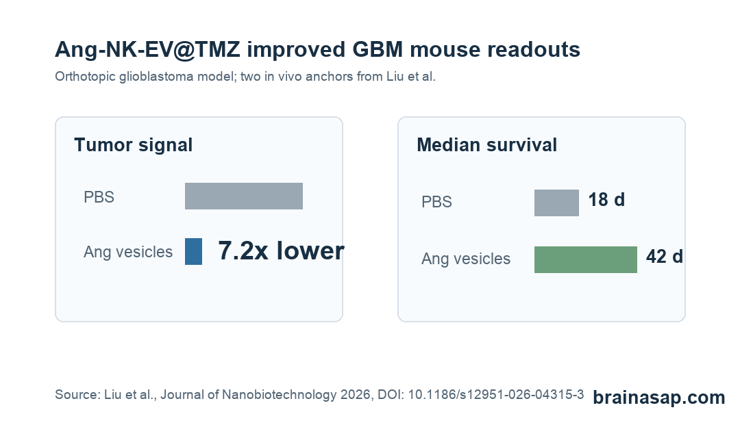 Comparison chart showing lower tumor bioluminescence and longer survival in glioblastoma mice treated with Ang-NK-EV temozolomide