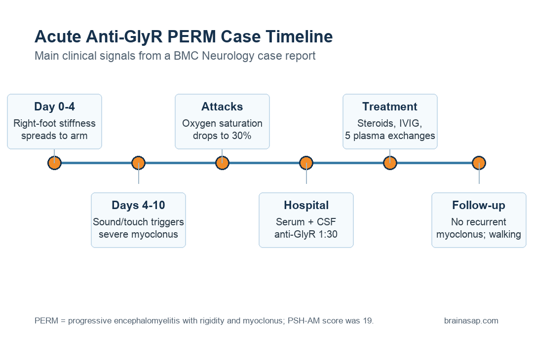 Simple timeline showing acute anti-GlyR PERM progressing from limb stiffness to trigger-induced myoclonus, respiratory failure, plasma exchange, and independent walking at follow-up.