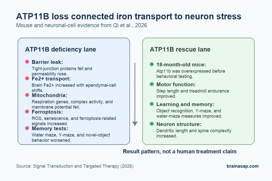 Simple BrainASAP pathway graphic showing ATP11B loss, Fe2+ transport, mitochondrial stress, ferroptosis, and impaired memory behavior