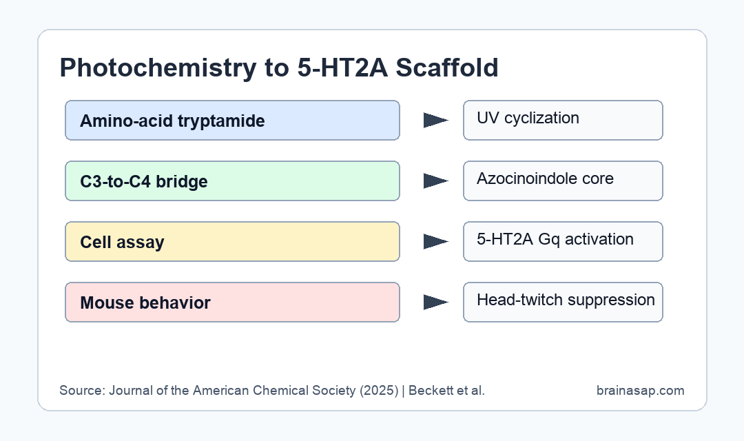 Brain ASAP visual showing photochemistry leading to azocinoindoles with 5-HT2A activity and head-twitch suppression