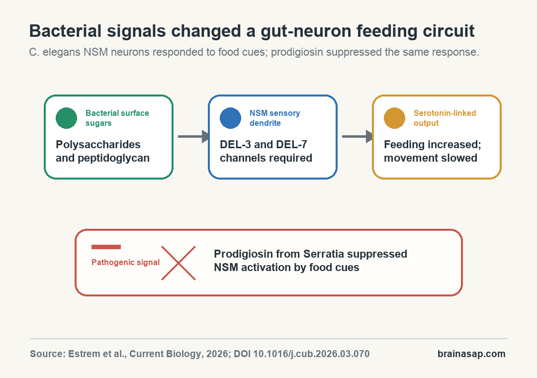 Simple pathway diagram showing bacterial polysaccharides and peptidoglycan activating the NSM neuron through DEL-3 and DEL-7 ion channels, leading to serotonin-linked feeding behavior, while prodigiosin from pathogenic Serratia blocks the response.