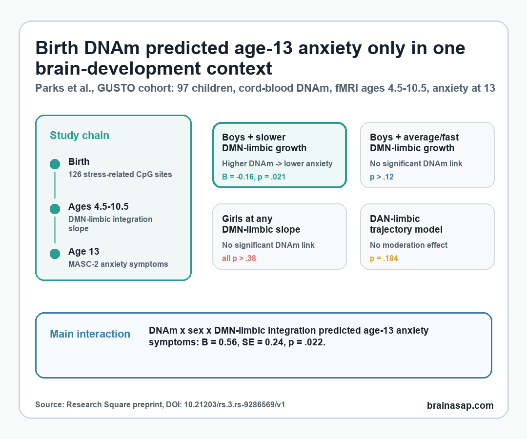 Simple chart showing that birth DNA methylation predicted lower age-13 anxiety only in boys with slower DMN-limbic network integration