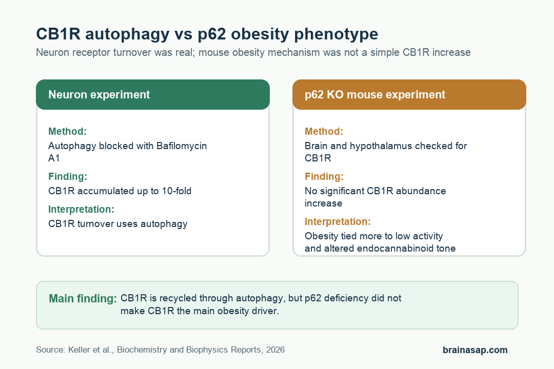 Flow diagram showing CB1R autophagy in neurons and p62 knockout mouse obesity not explained by CB1R abundance