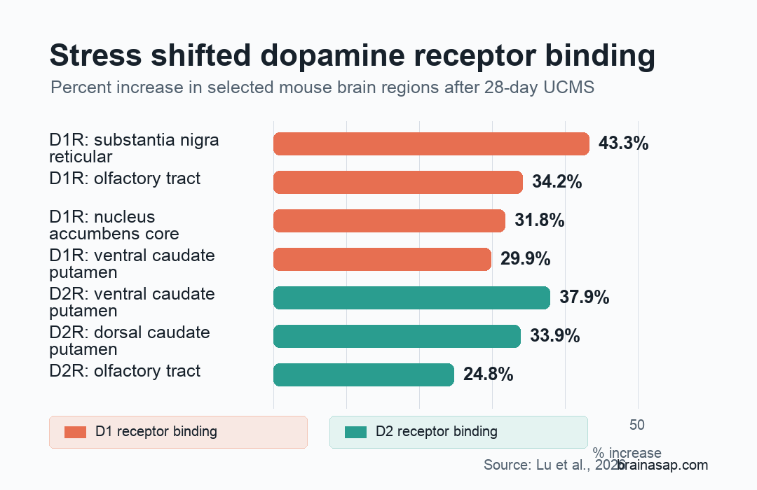 Simple comparison showing that chronic mild stress increased D1 receptor binding across many mouse brain regions while D2 receptor binding increased in fewer regions