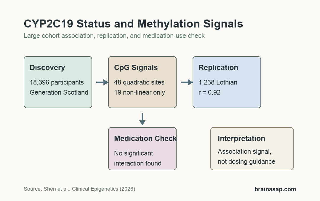 Simple evidence flow showing CYP2C19 metaboliser status, methylation sites, replication, and medication interaction check