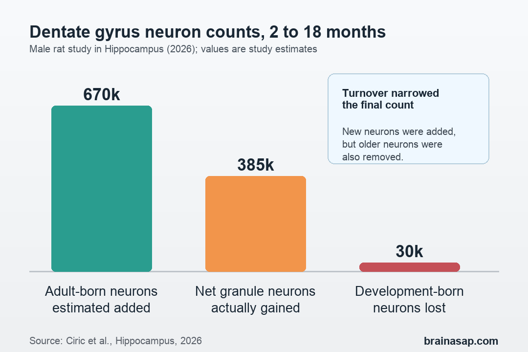 Simple comparison of estimated adult-born neuron addition, net dentate gyrus growth, and development-born neuron loss from 2 to 18 months in rats