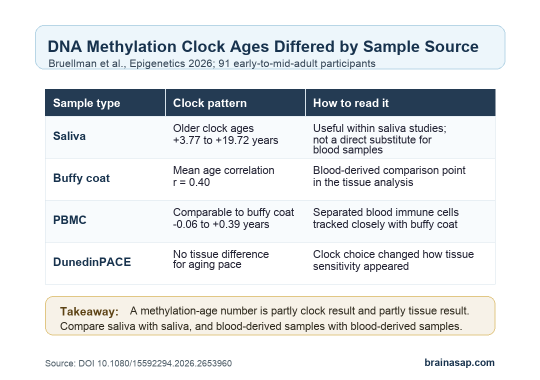 Simple table comparing saliva, buffy coat, and PBMC DNA methylation clock findings