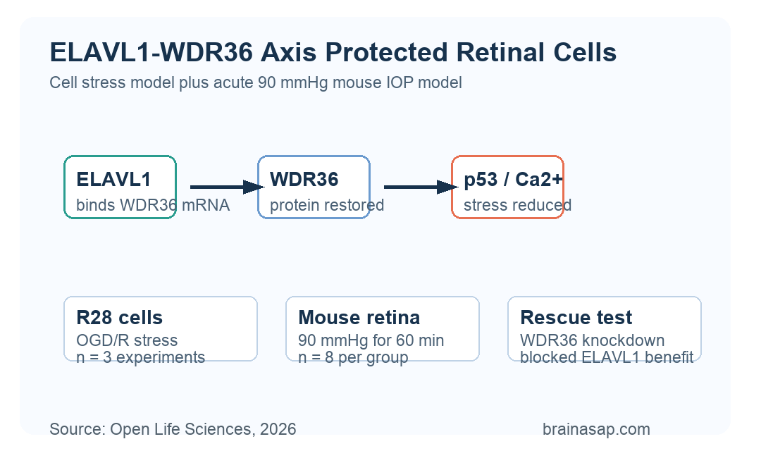 ELAVL1-WDR36 retinal-cell pathway showing reduced p53 activation and calcium overload in stress models