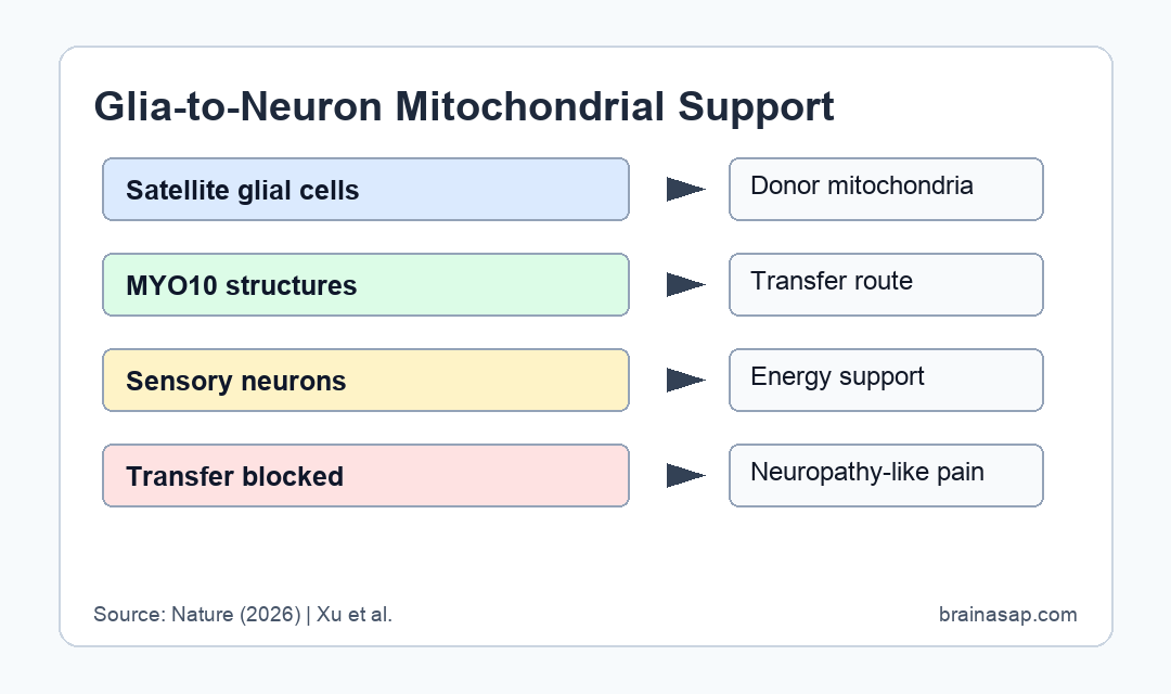 Brain ASAP visual showing satellite glial mitochondrial transfer to sensory neurons and neuropathy risk