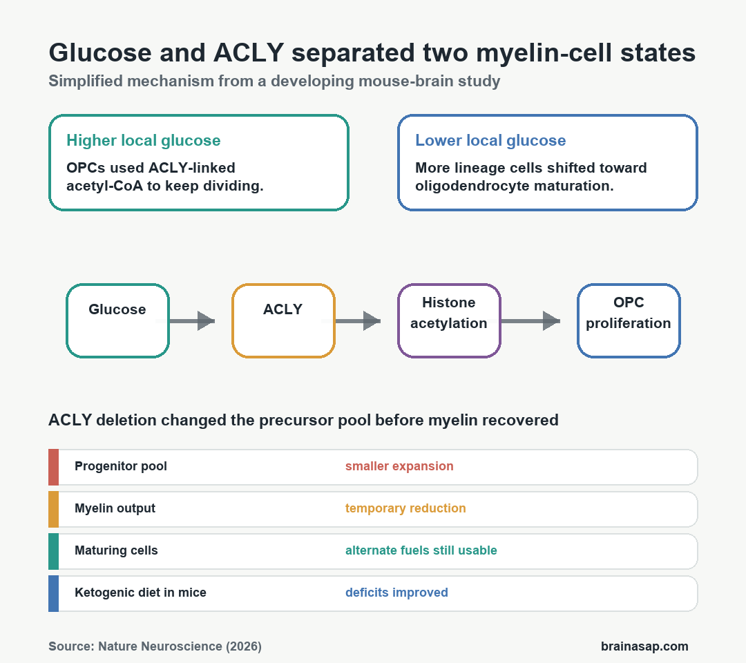 Simple Brain ASAP graphic showing high glucose supporting OPC proliferation through ACLY and lower glucose favoring oligodendrocyte maturation and myelin formation