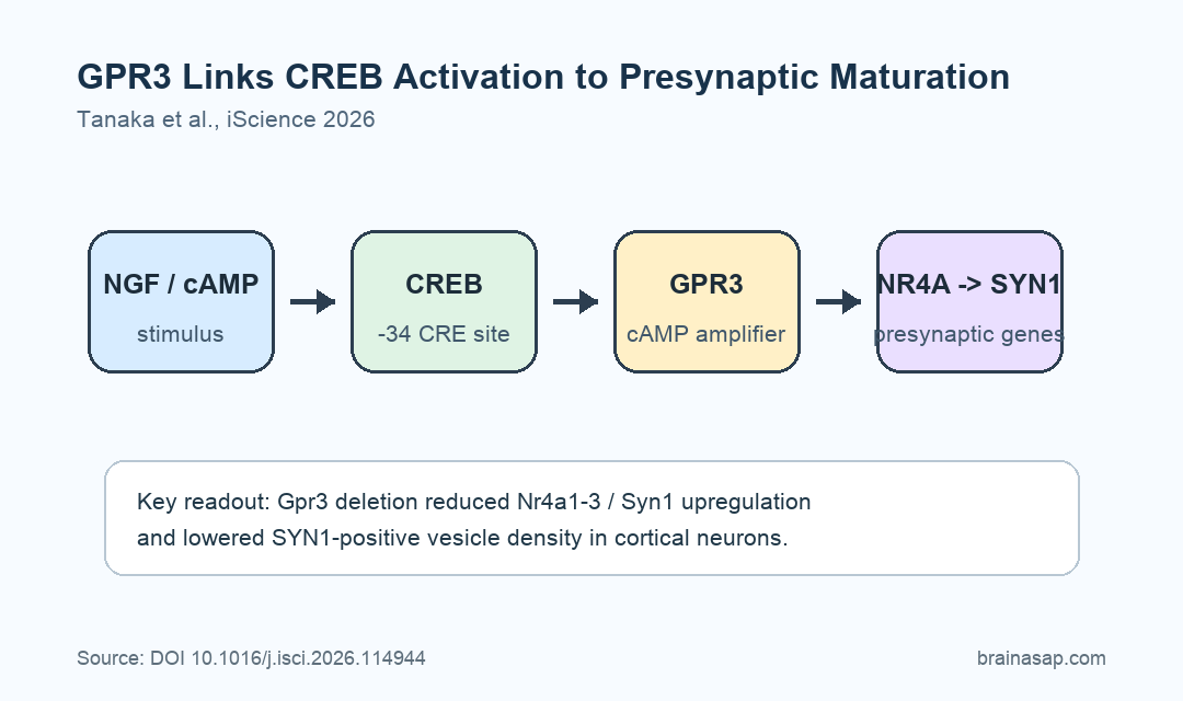 GPR3 links CREB activation to NR4A signaling and synapsin-related presynaptic maturation