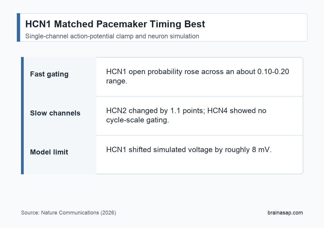 Simple comparison showing HCN1 gating during pacemaker depolarization while HCN2 and HCN4 are much slower