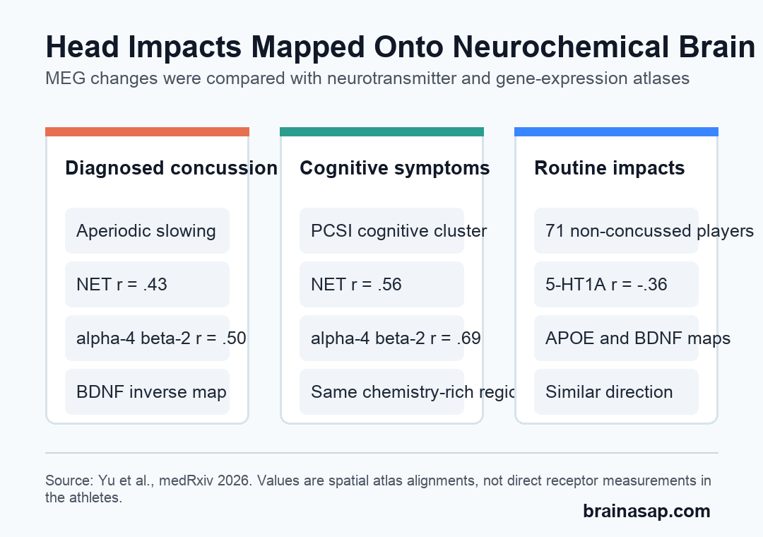 Plain comparison showing how concussion, cognitive symptoms, and non-concussive head impacts aligned with different neurochemical and gene-expression maps