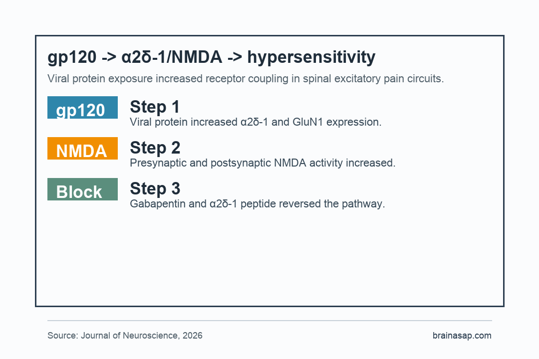 Flow diagram showing gp120 increasing alpha2delta-1 NMDA receptor coupling and pain hypersensitivity