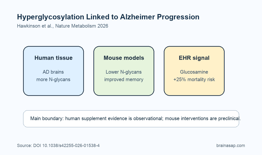 Hyperglycosylation pathway in Alzheimer disease showing glycan biosynthesis, mouse memory rescue, and glucosamine risk signal