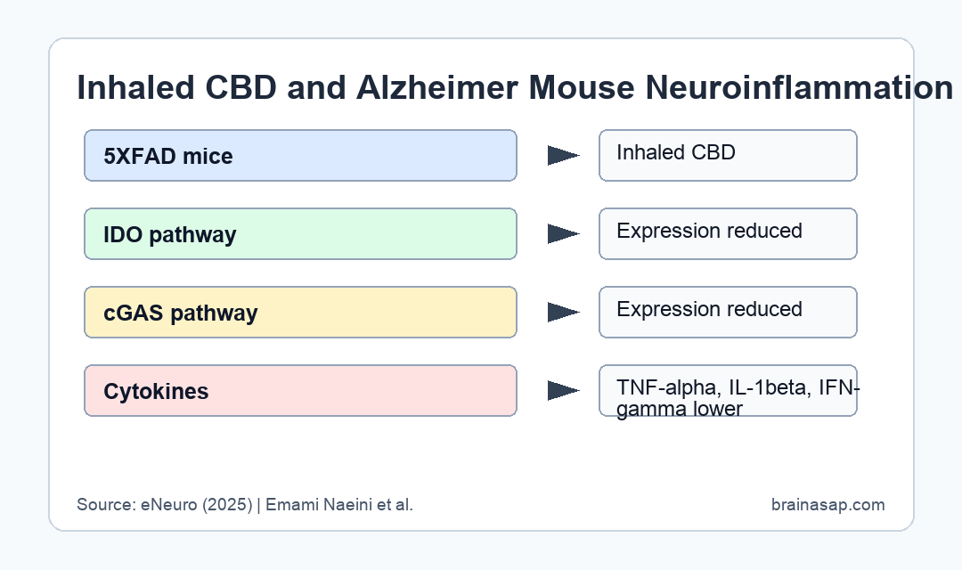 Brain ASAP visual showing inhaled CBD reducing IDO, cGAS, and cytokine signals in a 5XFAD mouse model