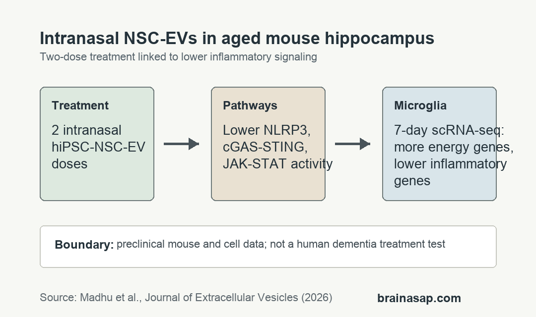Matrix showing two intranasal hiPSC-NSC-EV doses linked to lower hippocampal inflammatory pathways and better aging-brain readouts in mice
