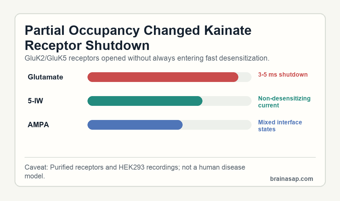 Comparison of glutamate, 5-IW, and AMPA occupancy states in GluK2/GluK5 kainate receptors