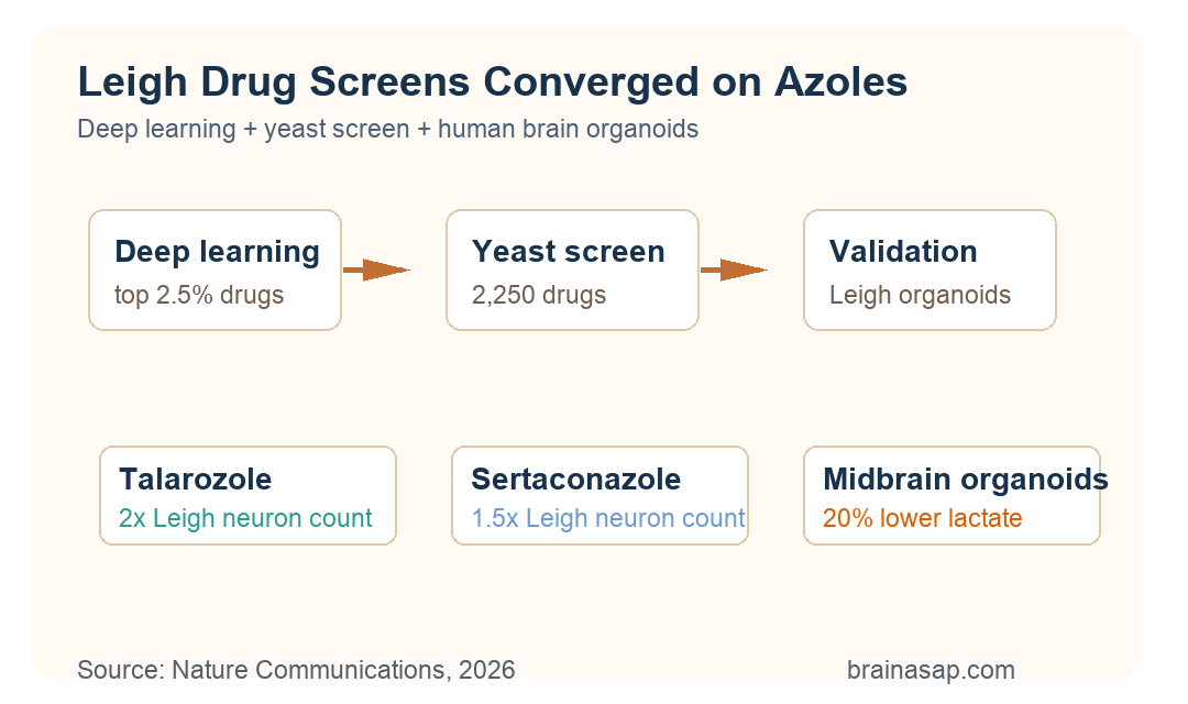 Deep learning and yeast drug screens converging on talarozole and sertaconazole for Leigh syndrome organoid validation