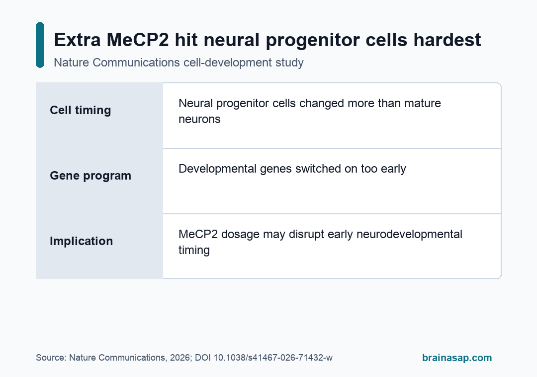 Simple matrix comparing how MeCP2 overexpression affected neural progenitor cells and mature neurons