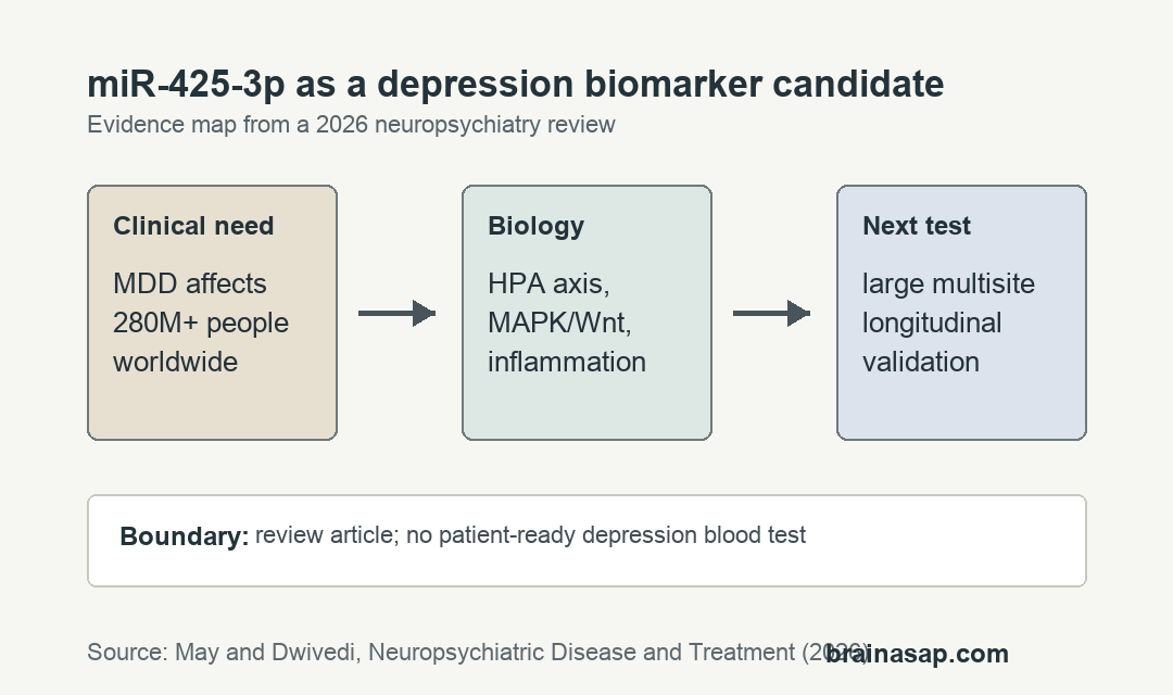 Matrix showing miR-425-3p links to stress biology, neuronal pathways, and validation gaps for depression biomarker use