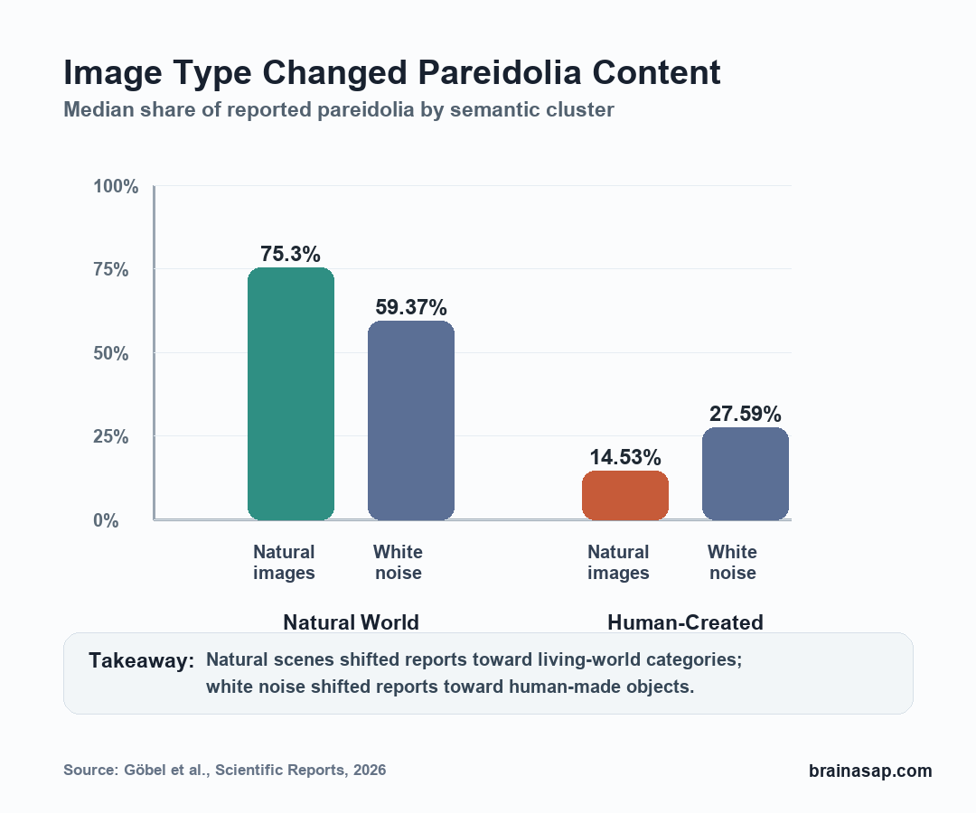 Comparison showing natural images produced more Natural World pareidolia while white noise produced more Human-Created pareidolia
