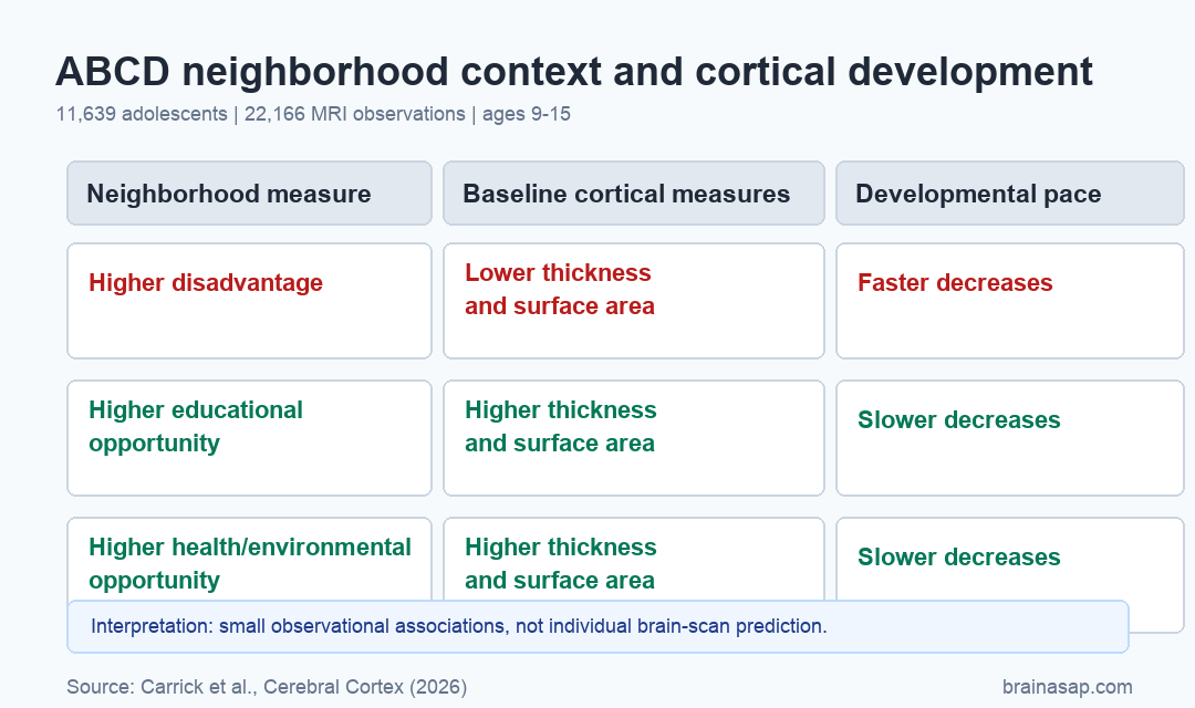 Brain ASAP visual comparing neighborhood disadvantage and opportunity associations with adolescent cortical development