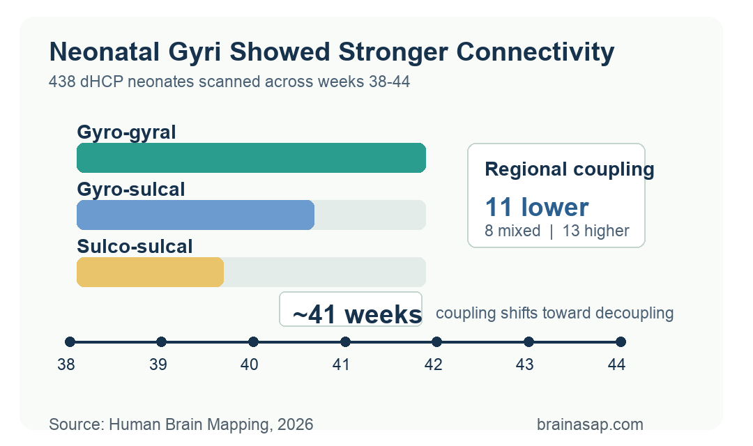 Neonatal gyri and sulci connectivity hierarchy with 38 to 44 week coupling timeline