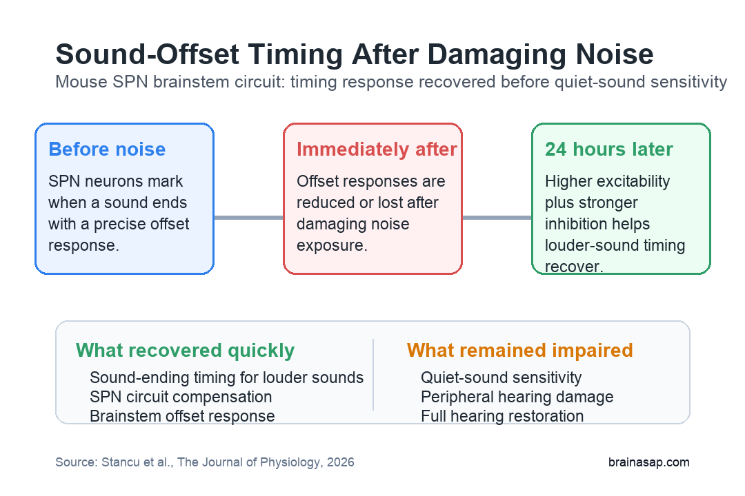 Simple timeline showing immediate loss of SPN sound-offset responses after damaging noise exposure and partial 24-hour recovery through stronger inhibition and higher neuron excitability.