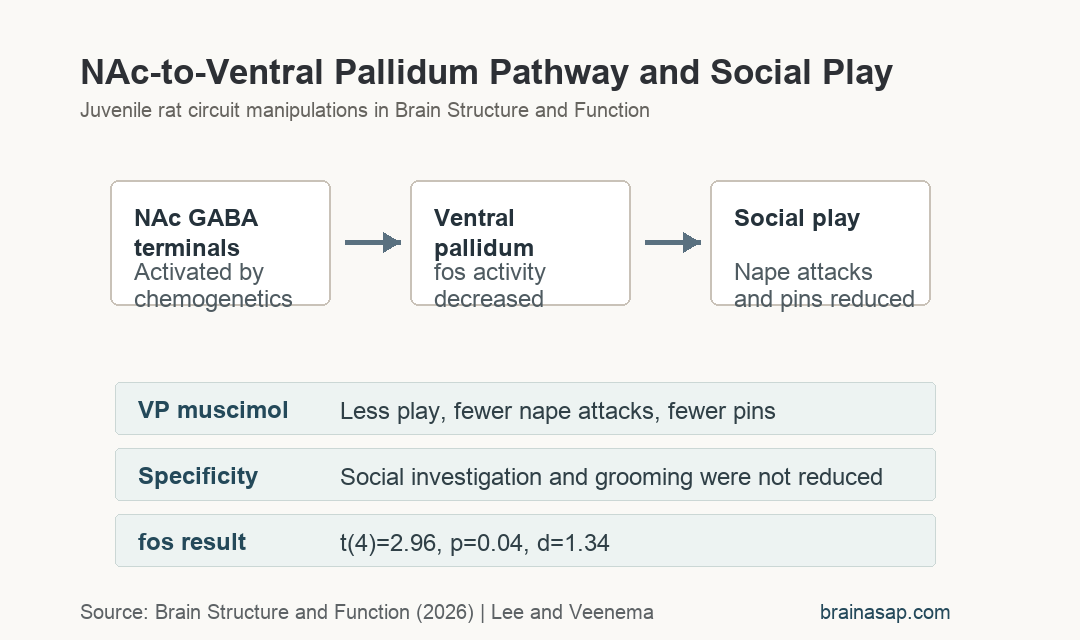 Nucleus accumbens to ventral pallidum circuit findings in juvenile rat social play